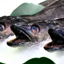 В Татарстане восстанавливают поголовье краснокнижных рыб